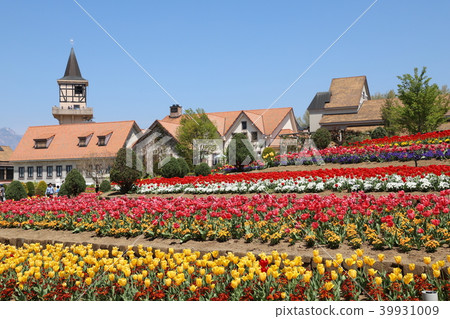 The village of Tulip Heidi 39931009