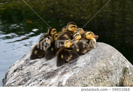 cargamo的孩子 cargamo的孩子 39931068