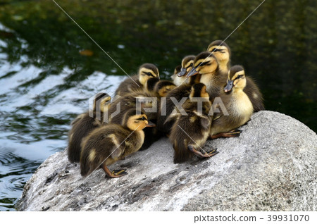 cargamo的孩子 39931070