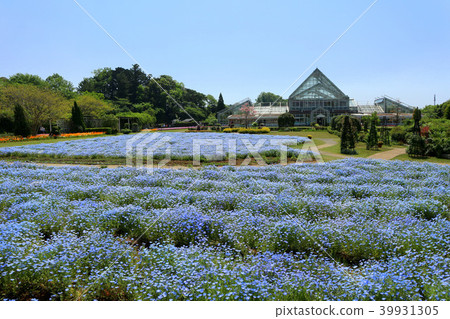 Nemophila的花田 清水公園 花幻想曲 4月 千葉縣野田市 照片素材 圖片 圖庫