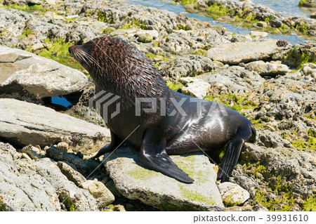 Black cute seal marine  39931610