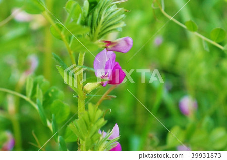 春天野花背景材料·calasnopea可愛的花·水平位置 春天野花背景材料·calasnopea可愛的花·水平位置 39931873