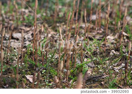 Tsukushi growing from the ground 39932093