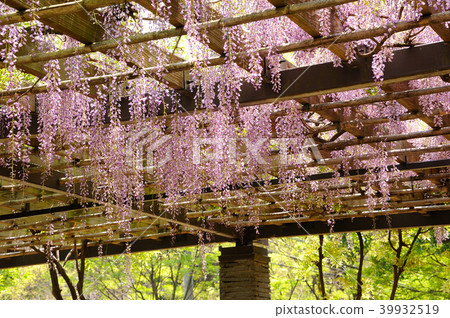 藤條花在公園裡 39932519