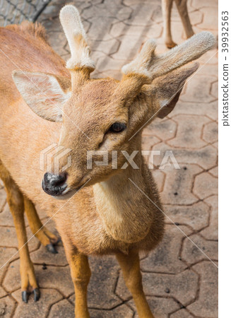 Deer in the daytime. Deer in the daytime. 39932563