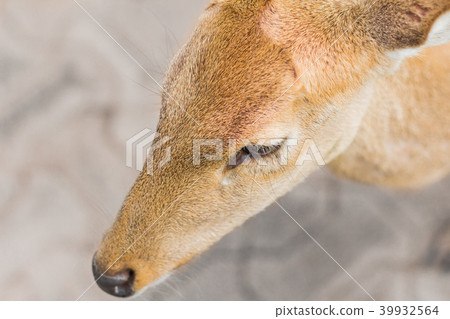 Deer in the daytime. Deer in the daytime. 39932564