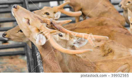 Deer in the daytime. 39932565