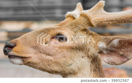 Deer in the daytime. Deer in the daytime. 39932567