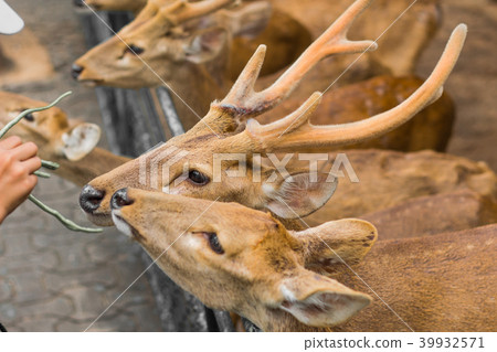Deer in the daytime. Deer in the daytime. 39932571