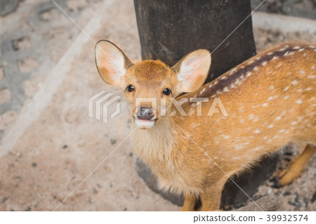 Fawn in the daytime. Fawn in the daytime. 39932574