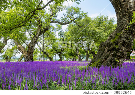 Maekmundong 39932645