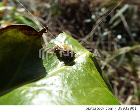 一隻蜜蜂 39932901