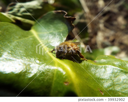 一隻蜜蜂 39932902