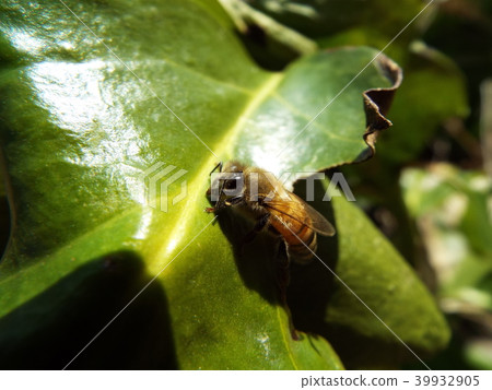 A bee A bee 39932905