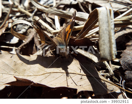 Tenured butterfly 39932911