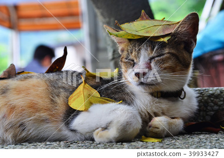 新北市井上村貓村貓 39933427