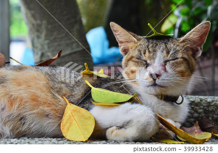 新北市井上村貓村貓 新北市井上村貓村貓 39933428