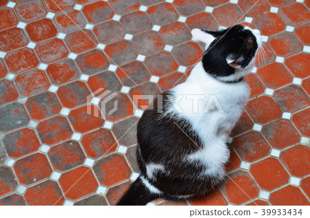 New Taipei City Inoue Village Village Cats Cats Cats 39933434