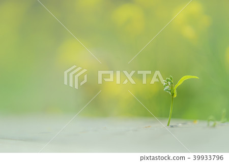發芽 39933796