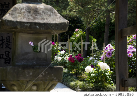 Kamakura Kenchoji Peony Botan April 39933886