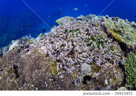 The sea of Okinawa The sea of Okinawa 39933955