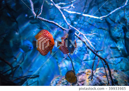 Symphysodon discus in an aquarium Symphysodon discus in an aquarium 39933985