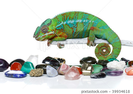 alive chameleon reptile 39934618
