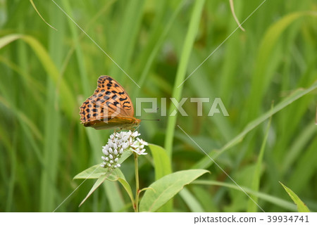 Owla Ginsujihyumon 39934741