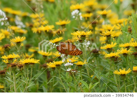 Owla Ginsujihyumon 39934746