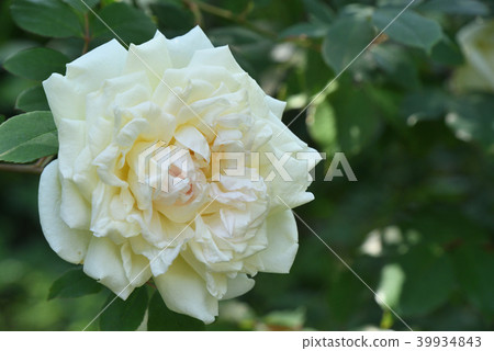 Rose (Perks Yellow Ti Sent China) 39934843