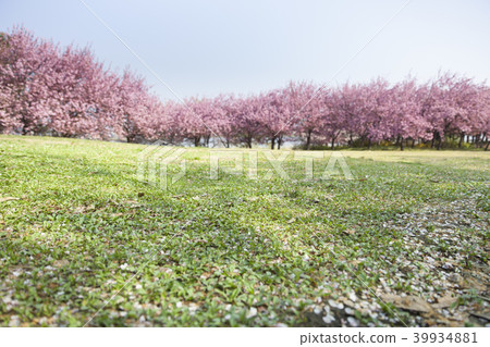 Yae Sakura, park Yae Sakura, park 39934881