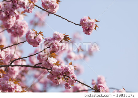Double cherry blossoms 39935172