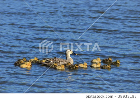 In the pond of the duck duck In the pond of the duck duck 39935185