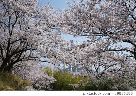 Tatara Ohashi, cherry blossom Tatara Ohashi, cherry blossom 39935196