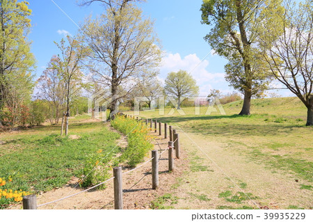 春天公園Yamaboki花 39935229