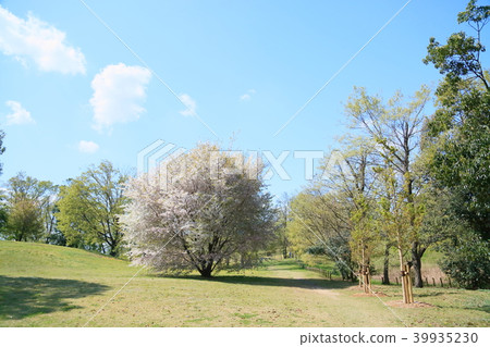 春天公園櫻花盛開 39935230