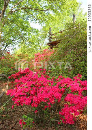 Azalea's famous spot, Shimizu Park's azalea flowers and observation platform (April) Noda City, Chiba Prefecture 39935276