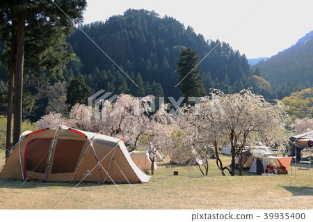 Takekurabe營地盛開的櫻花 39935400