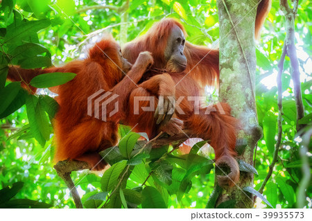 Orangutan female and cute baby. Sumatra, Indonesia 39935573
