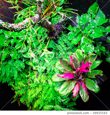 Tropical plants at mossy  wall 39935583