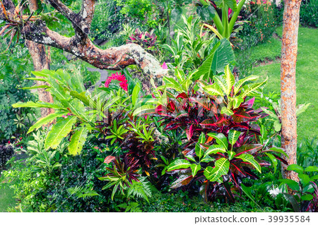 Fantasy tropical plants in mossy garden Fantasy tropical plants in mossy garden 39935584