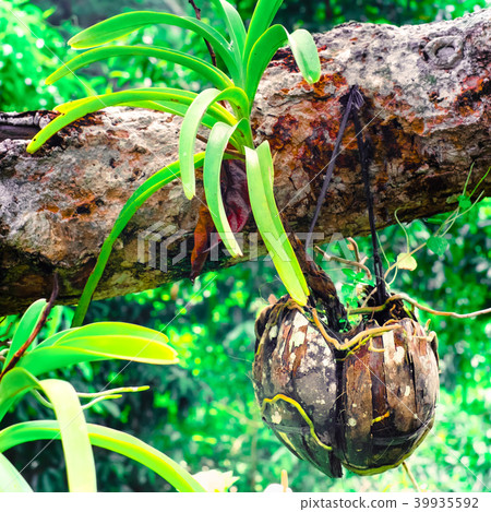Tropical orchid growing in coconut shell pot Tropical orchid growing in coconut shell pot 39935592