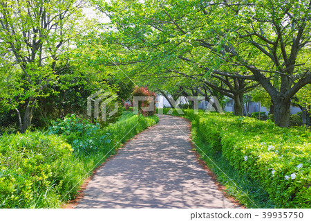 Scenery of Furusato ridge way green road Asahi-ku, Yokohama-shi Scenery of Furusato ridge way green road Asahi-ku, Yokohama-shi 39935750