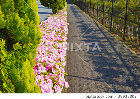 Planting azalea flowers bloomed along the road 39935802