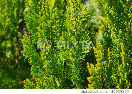 Conothewskiwa的葉子 39935803