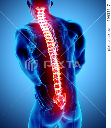 3D Illustration of sacral and cervical painful. 3D Illustration of sacral and cervical painful. 39935847