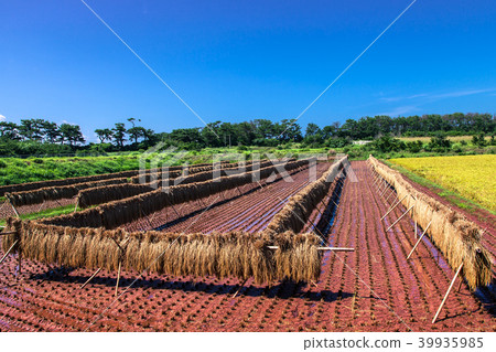 天空和雲彩和稻田 39935985