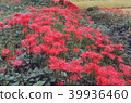 Cluster of cluster amaryllis 39936460