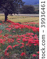 Cluster of cluster amaryllis 39936461