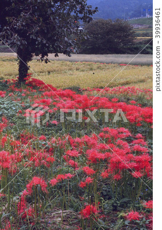 Cluster of cluster amaryllis Cluster of cluster amaryllis 39936461